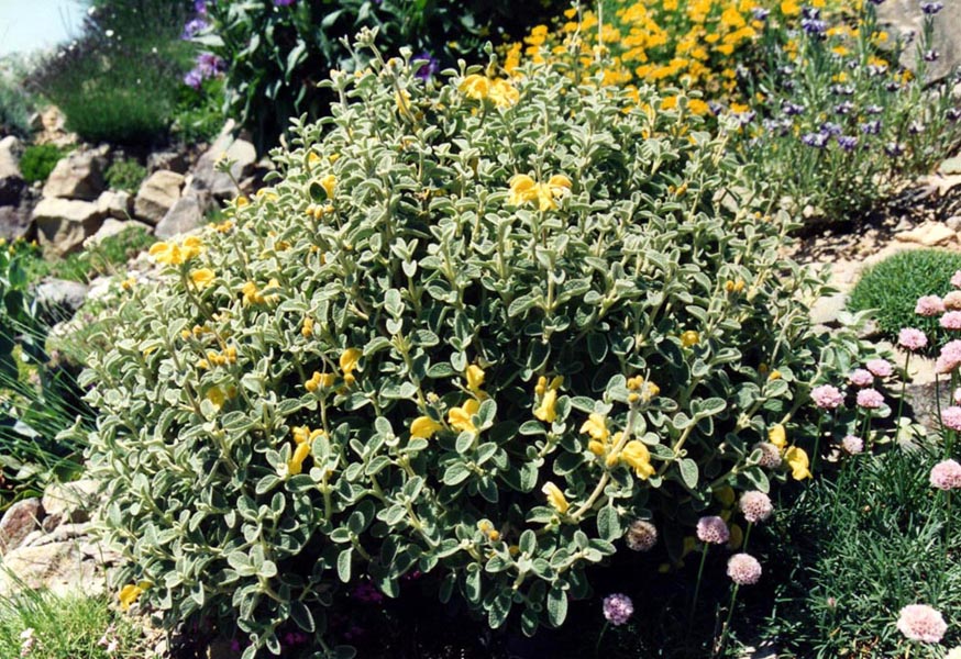 Phlomis lanata en fleurs sur des versants rocheux secs en Crète